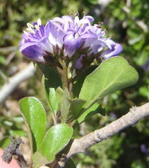 Ehretia rigida rigida