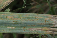 Puccinia pygmaea