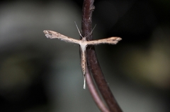 Stenoptilodes taprobanes