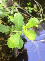 Baccharis glomeruliflora