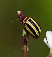Kuschelina floridana