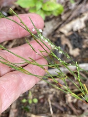 Polygonella articulata