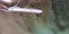 Agriphila poliellus