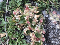 Sempervivum arachnoideum