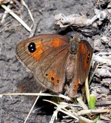 Pseudonympha trimenii ruthae