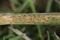 Puccinia pygmaea