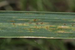 Puccinia pygmaea