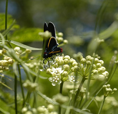 Mysoria affinis