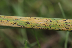 Puccinia pygmaea