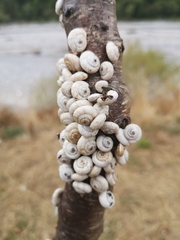 Xeropicta derbentina