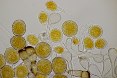 Puccinia pygmaea