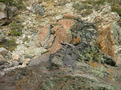 Merganetta armata armata