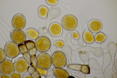 Puccinia pygmaea