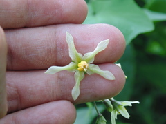 Solanum bulbocastanum