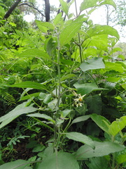 Solanum bulbocastanum