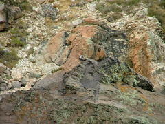 Merganetta armata armata