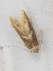 Blastobasis adustella