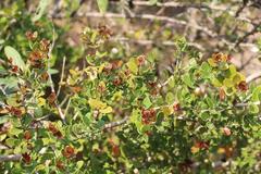 Eugenia capensis capensis