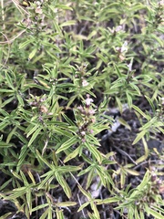 Satureja hortensis