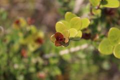 Eugenia capensis capensis
