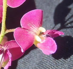 Dolichos hastiformis