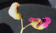 Dolichos hastiformis