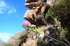 Indigofera cytisoides