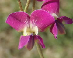 Dolichos hastiformis