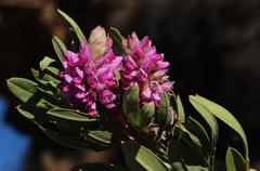 Indigofera cytisoides