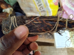 Caprimulgus vexillarius