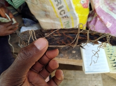 Caprimulgus vexillarius