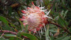 Protea susannae