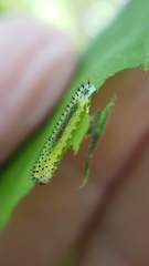 Periclista