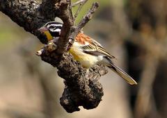 Emberiza flaviventris flaviventris