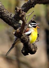 Emberiza flaviventris flaviventris
