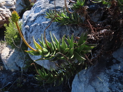 Aloiampelos commixta