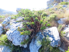 Aloiampelos commixta