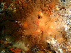 Thyone aurea