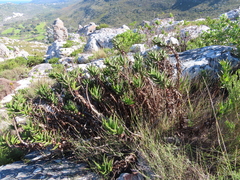 Aloiampelos commixta