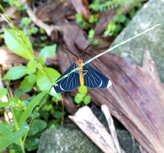 Melanchroia chephise