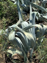 Agave americana