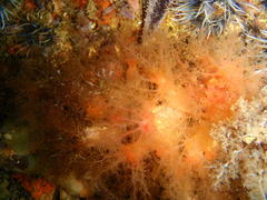 Thyone aurea