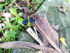 Melanchroia chephise