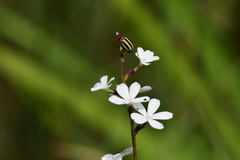 Kuschelina floridana