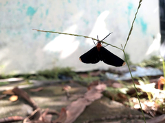 Melanchroia chephise