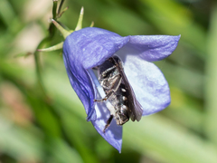 Lasioglossum costulatum