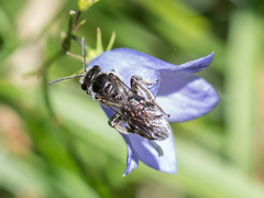 Lasioglossum costulatum