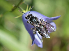 Lasioglossum costulatum