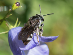 Lasioglossum costulatum