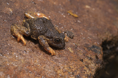 Pristimantis curtipes